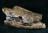 Large Partial Tyrannosaur Tooth - Two Medicine Formation #13312-1